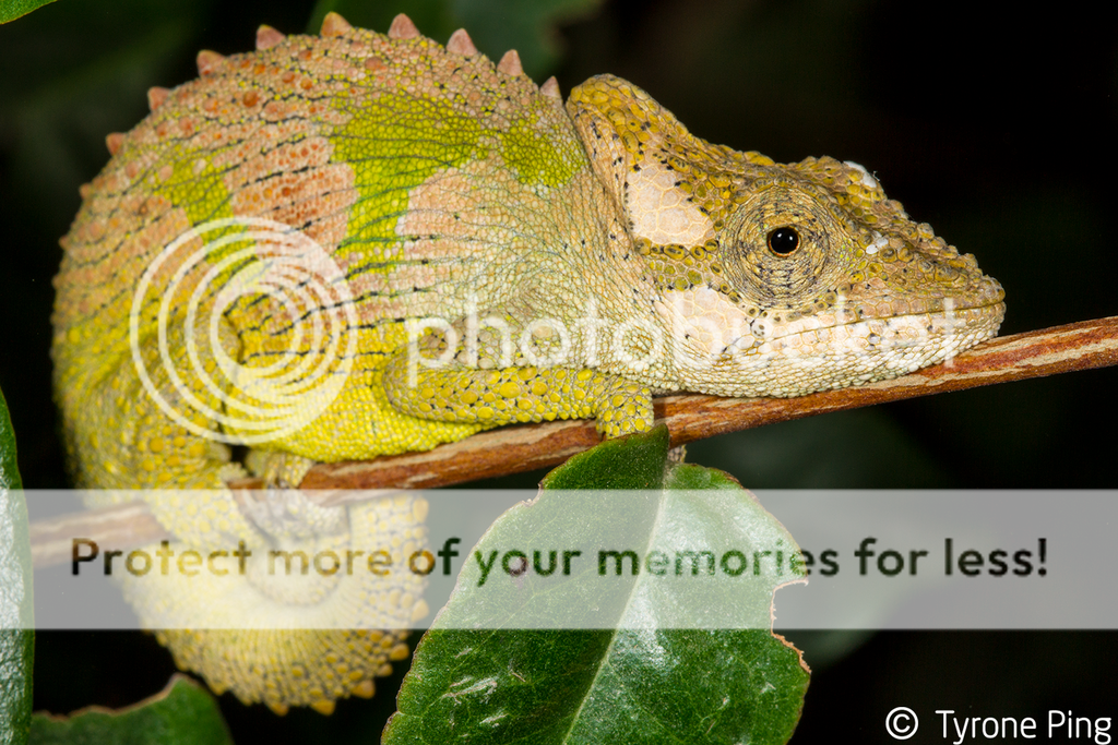 South Africa: Zululand, Transkei and Drakensberg - Field Herp Forum